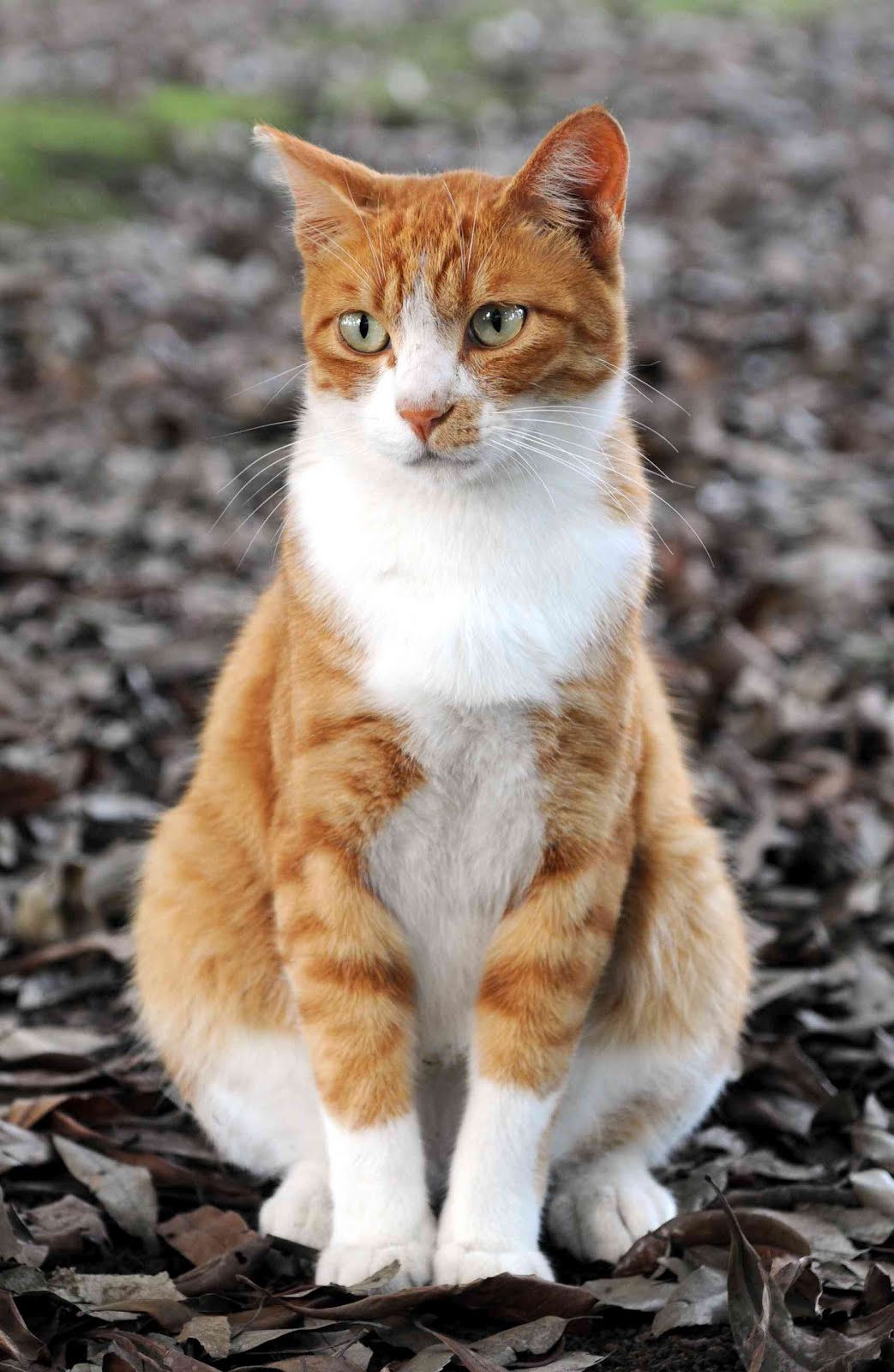 Gambar kucing orange