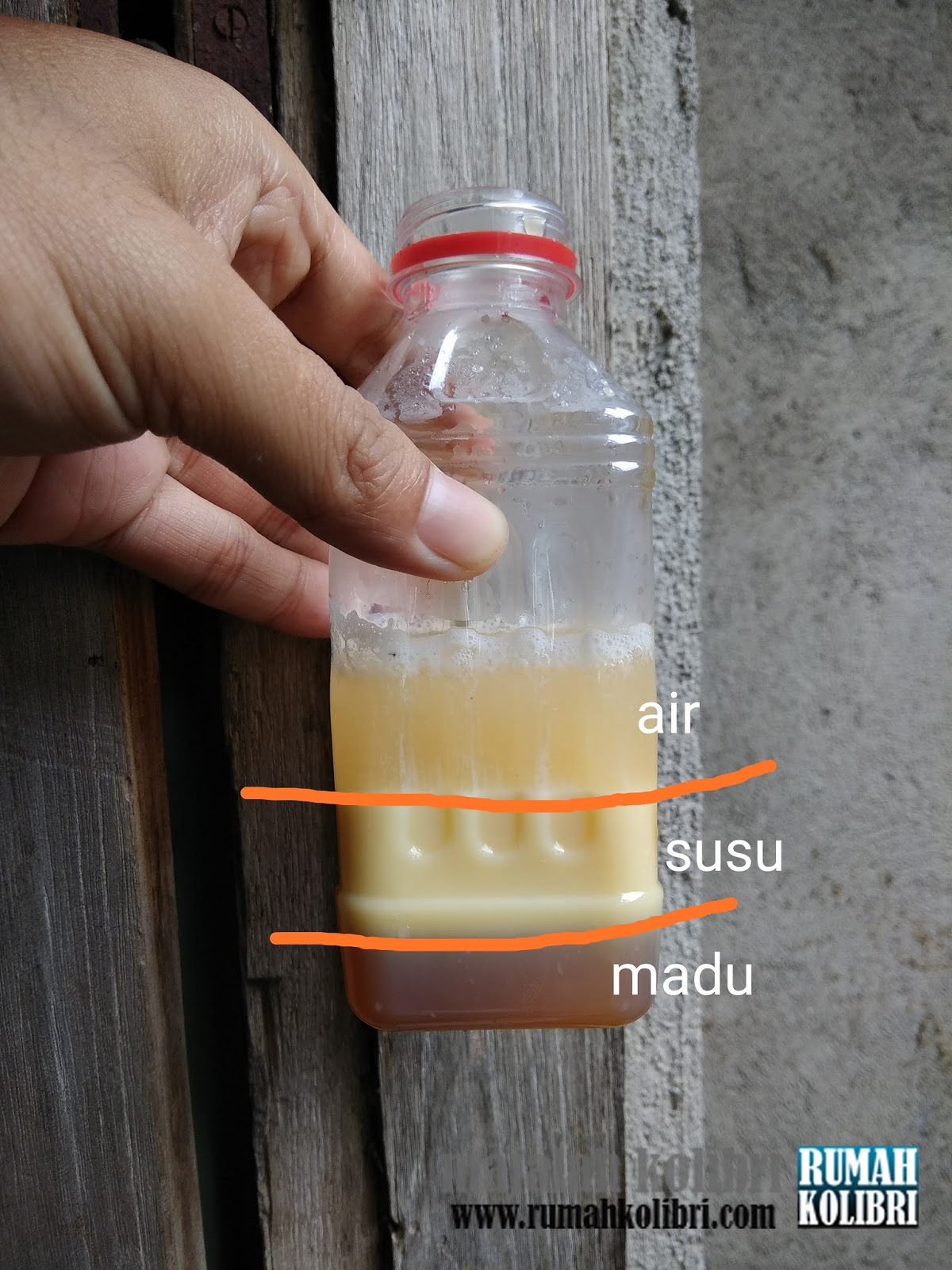 Racikan Pakan Kolibri Ninja Agar Cepat Gacor Rumah Kolibri