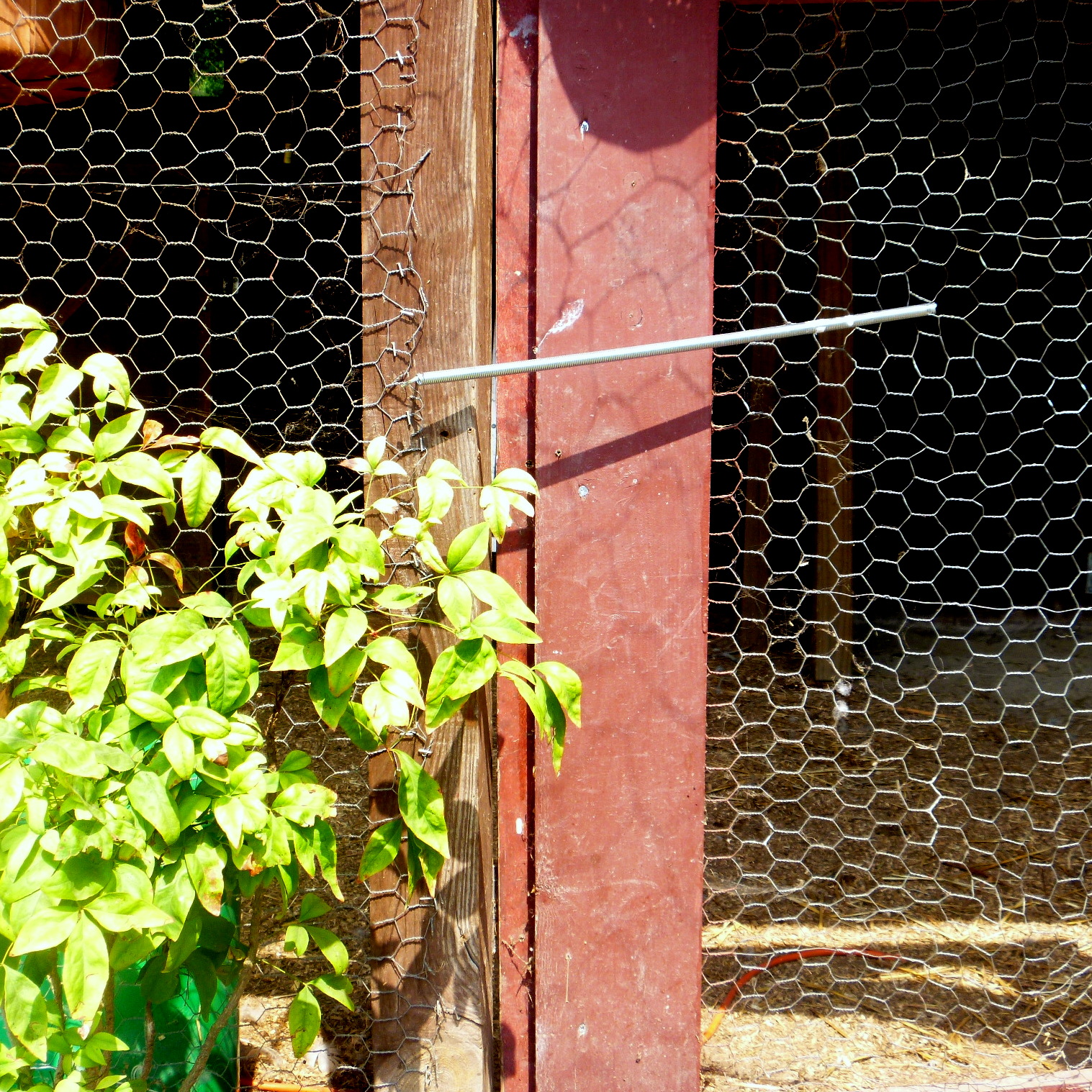 DIY SelfClosing Chicken Run Gate Fresh Eggs Daily® with Lisa Steele
