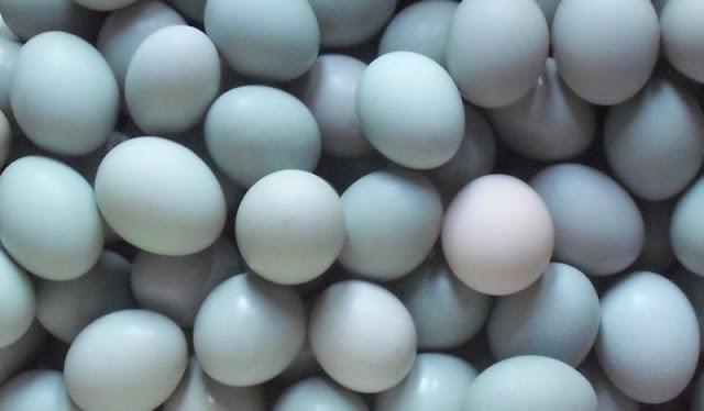 Kisah dan Sejarah Industri Telur Asin di Brebes Kisah dan Sejarah Industri Telur Asin di Brebes
