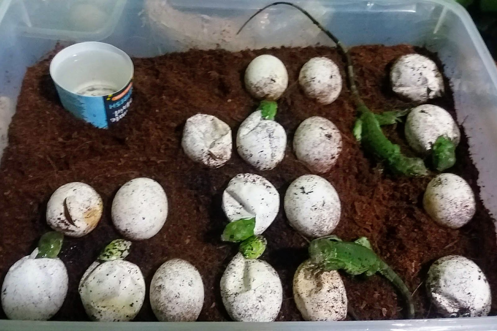 Сколько растет яйцо. Яйца прыткой ящерицы. Инкубация яиц ящерицы. Инкубация яиц прыткой ящерицы. Кладка яиц ящерицы.