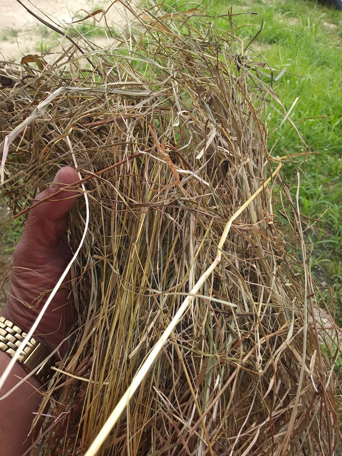 White House Farms Orchard Mixed Grass Barn Hay