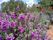 Texas Sage in Bloom