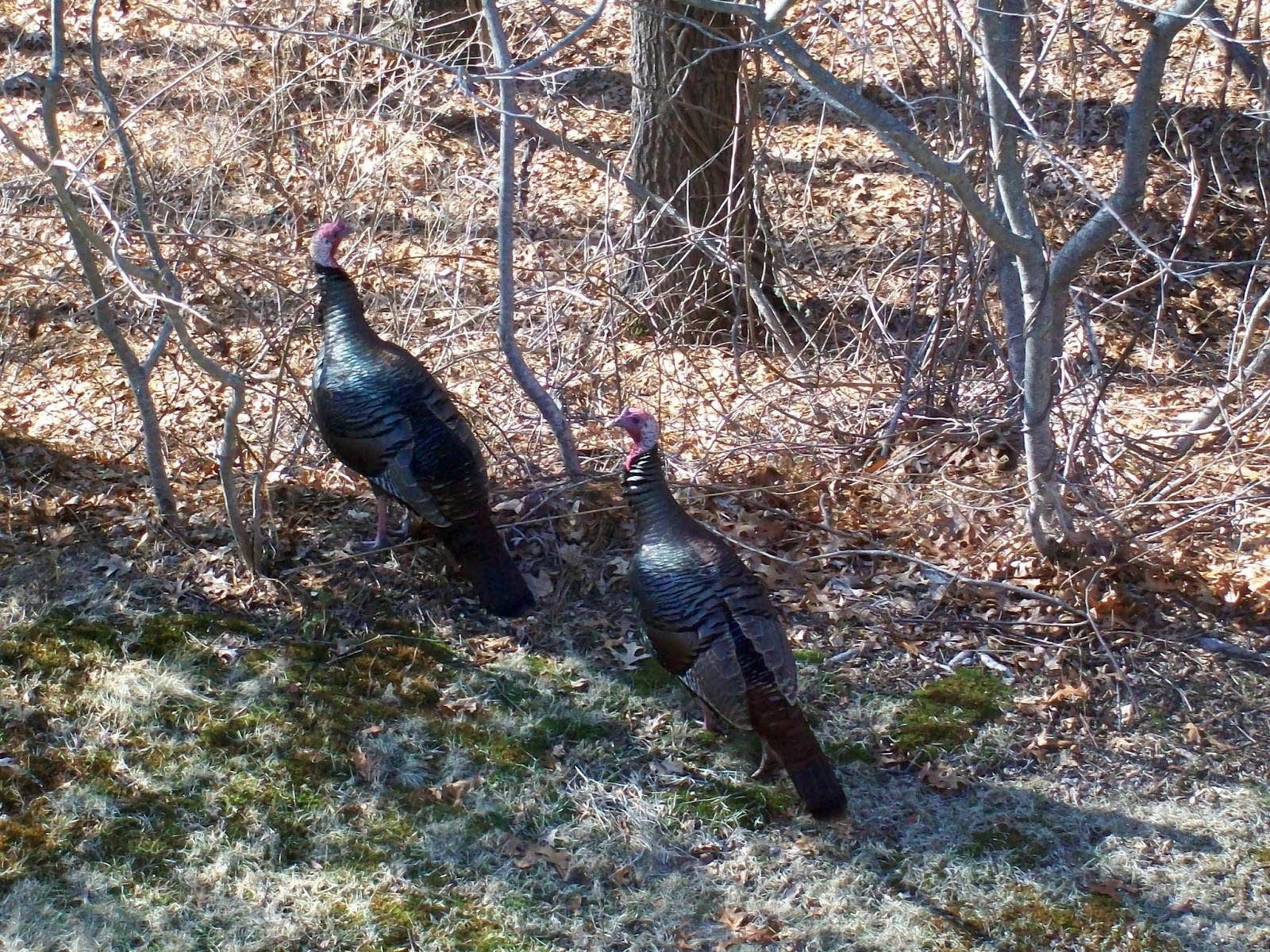 Turkey+trot+(2).JPG