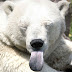 Extremely stunning funny pics of things