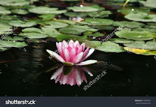 water lily, botanic garden of Tenerife Canary islands,pink water lily, botanic garden water lily, botanic garden of Tenerife Canary islands,pink water lily, botanic garden