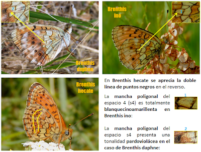 Brenthis daphne, ino y hecate: reversos Los reversos de las Brenthis ibéricas