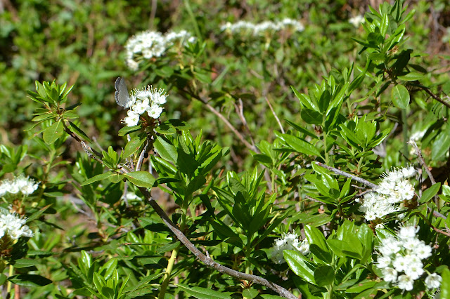clusters of simple white flowers, one occupied by a blue butterfly