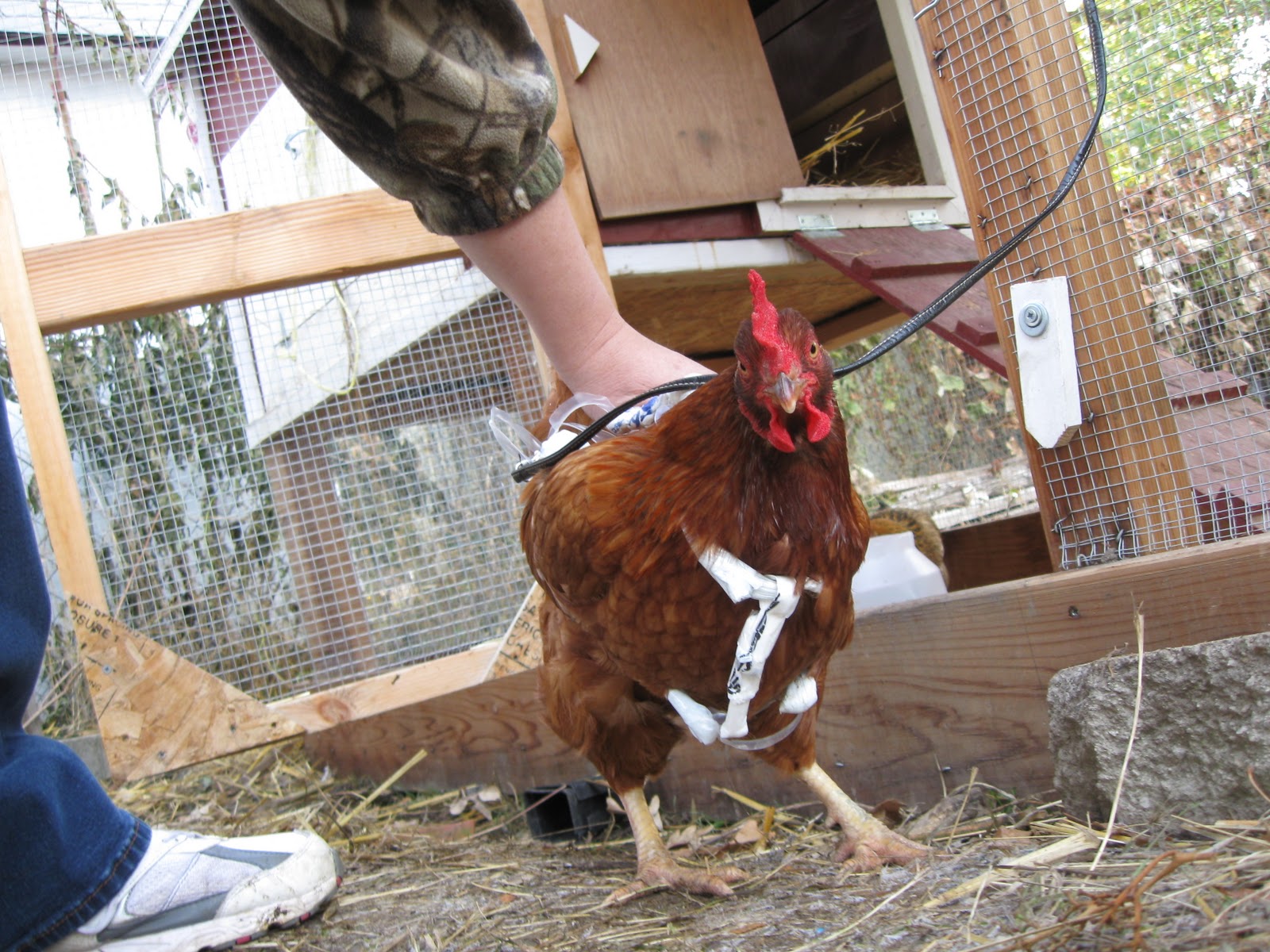 Mother Hen Chicken Harness