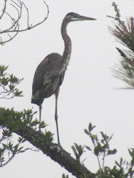 nature note bird cranes another bogue knoll immature pine sound seen near