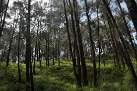 Cagar Alam Arjuno Lali Jiwo www.belantaraindonesia.org