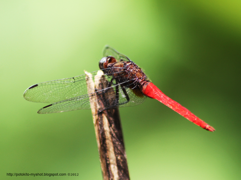 Shot Gallery Dragonfly : Common Red Skimmer pruinosum)