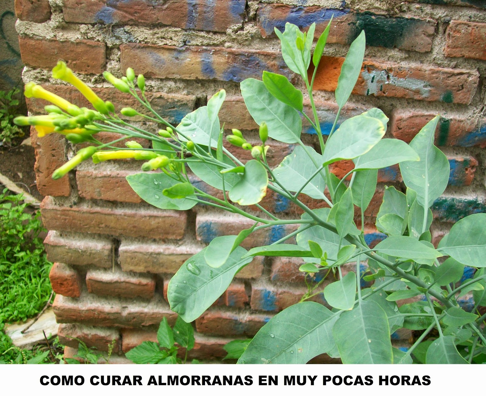 https://comocuraralmorranas.blogspot.com como-curar-almorranas-en-muy-pocas-horas