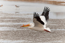 pelicans flying heaviest heaven american birds pelican knob bill sometimes fly ground close very kaya
