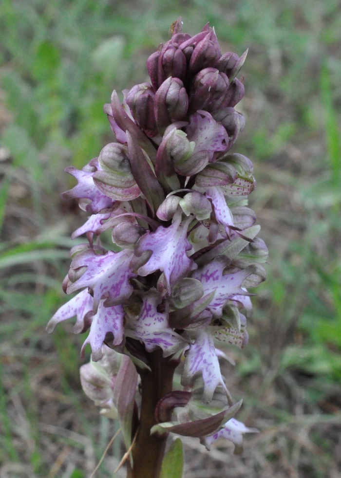 Orchis géant Orchis géant