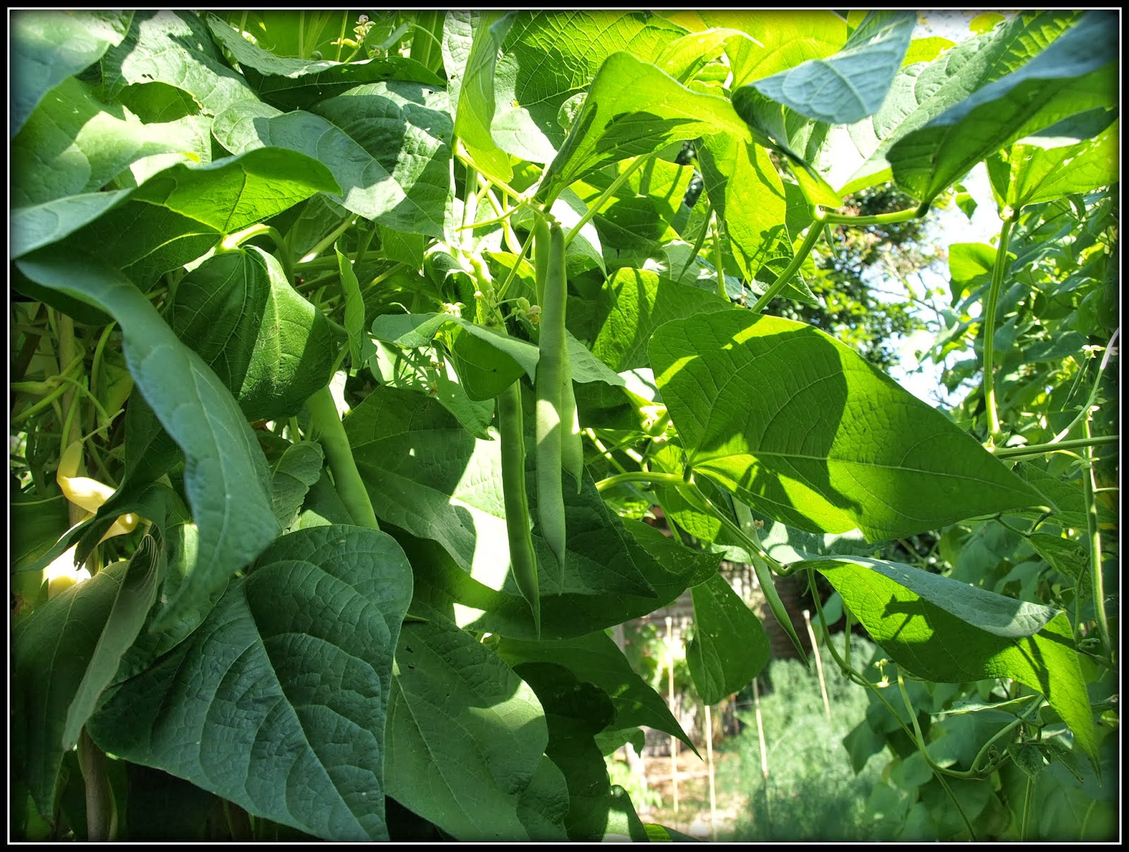 Mark's Veg Plot Climbing bean "Veitch's"