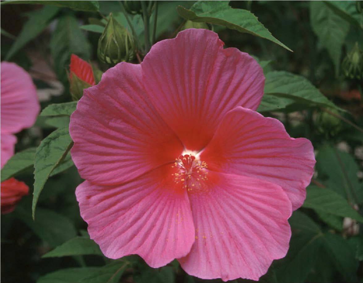 Beechwood Landscape Architecture and Construction Rose Mallow, Deciduous Perennial Of The Day