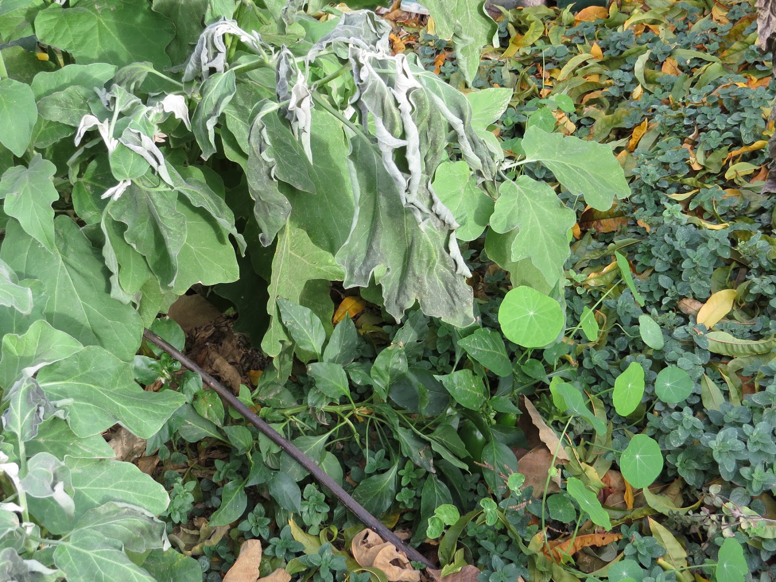 Frost Damage On Plants