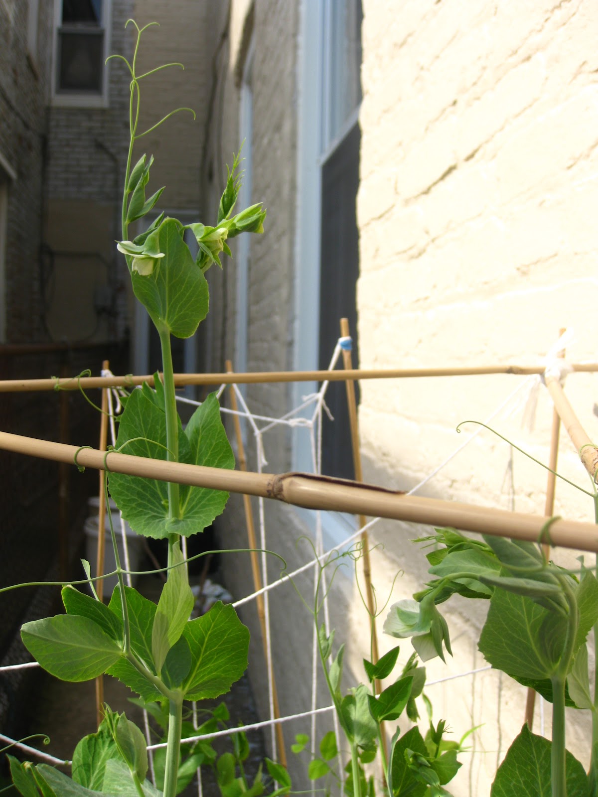 Charm city balcony garden Flowers on the peas!...and tomato leaves curling