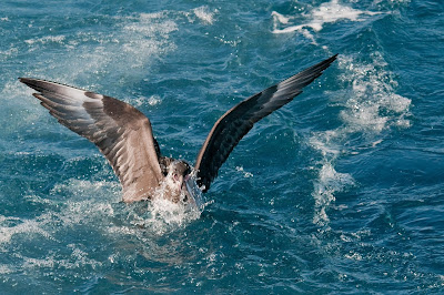 Paràsit cuaample (Stercorarius pomarinus) Foto: Àngel Pérez