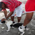 Cerca de 3 mil cães e gatos são vacinados em Maruim