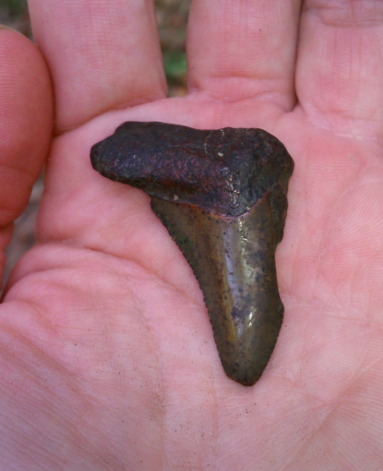 Zookeeper Fossils: Florida native