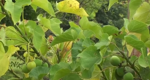 Cara Mudah Memperbesar Alat Kelamin dengan Menggunakan Daun Jarak Cara Mudah Memperbesar Alat Kelamin dengan Menggunakan Daun Jarak