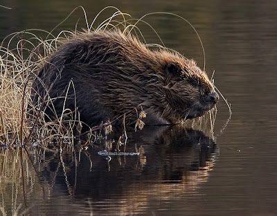 Beaver | The Life of Animals