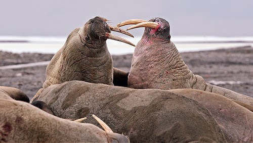 Walrus tusk