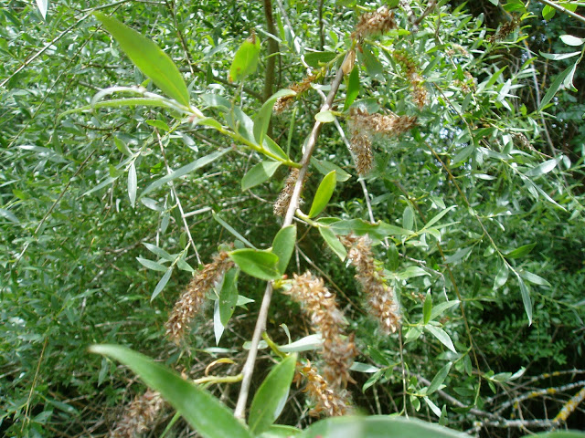 SAUCE: Salix alba