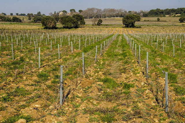 Vinuri Châteauneuf-du-Pape Franta