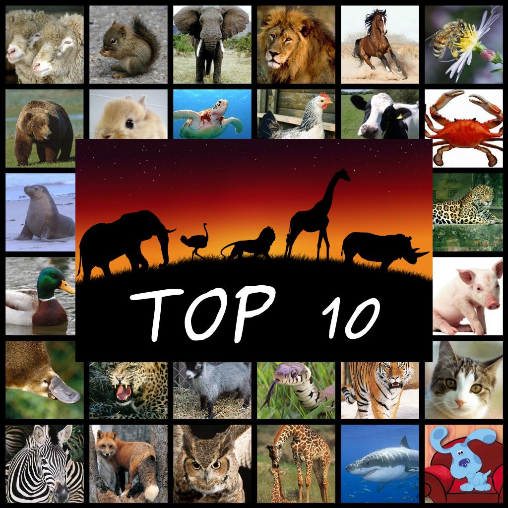 10 Most Amazing Animals