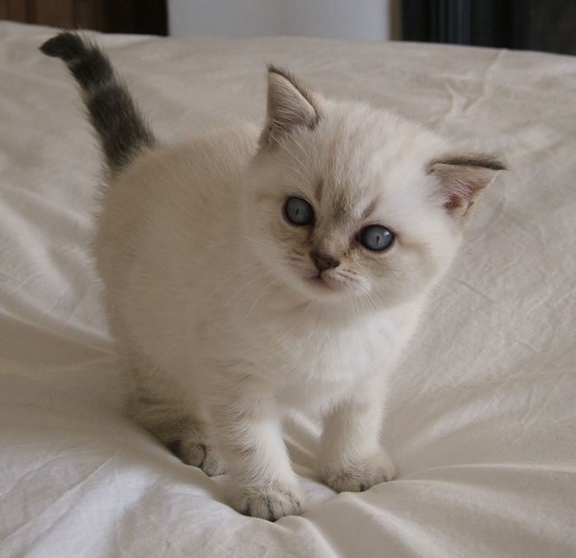 Kuwait Cats And Kittens Sales And Adoption Kuwait Kittens And Cats