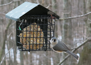 Tufted Titmouse 1