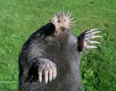 animals with weird faces, animals with crazy faces, star nosed mole