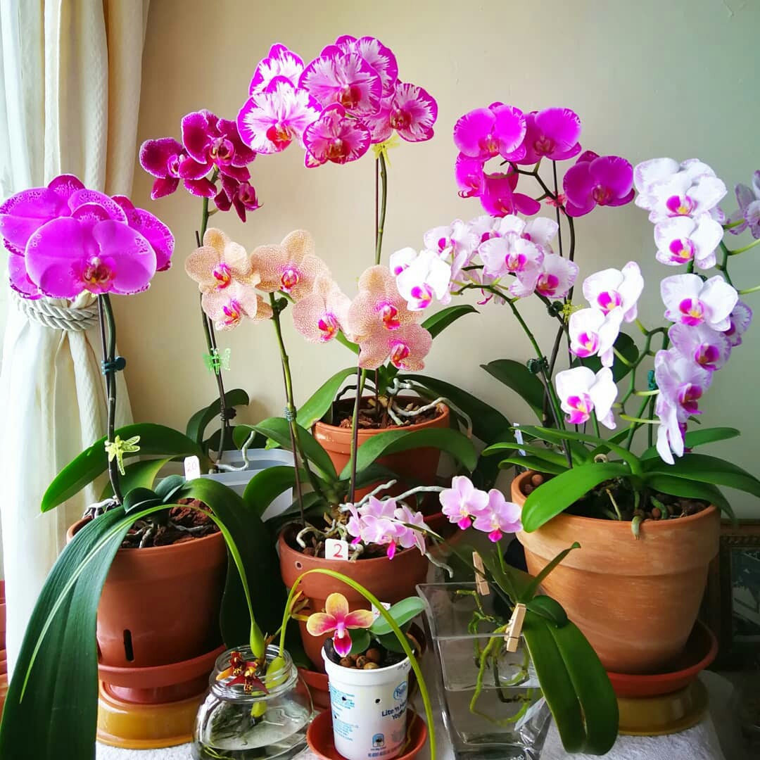 Jenis Tanaman Anggrek Bulan Terbaru