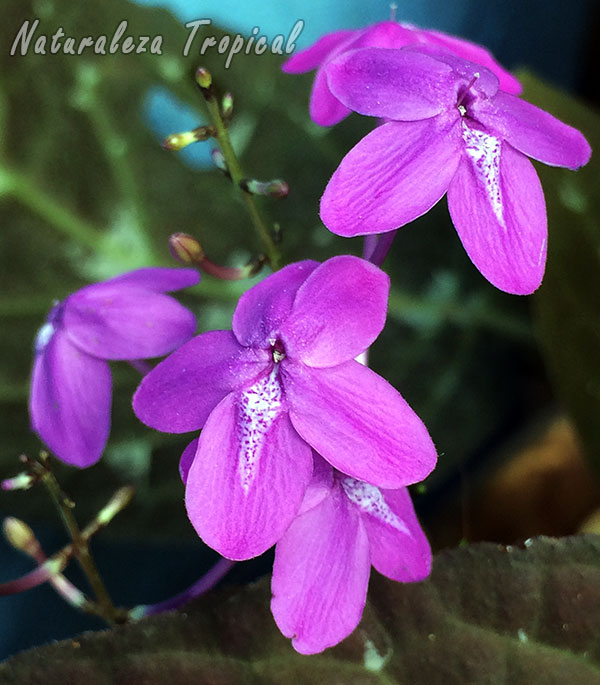 Flores de la Planta de Chocolate, Pseuderanthemum alatum