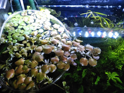 (堤防を乗り越えつつある水草も。しかし1週間で水槽全面を覆っていたことが考えるとかなり効果あり。)