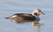 Long Tailed Duck