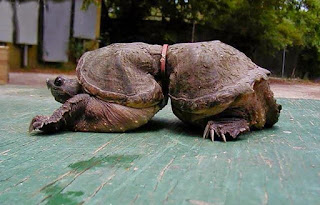 kura-kura yang terjebak dalam plastik