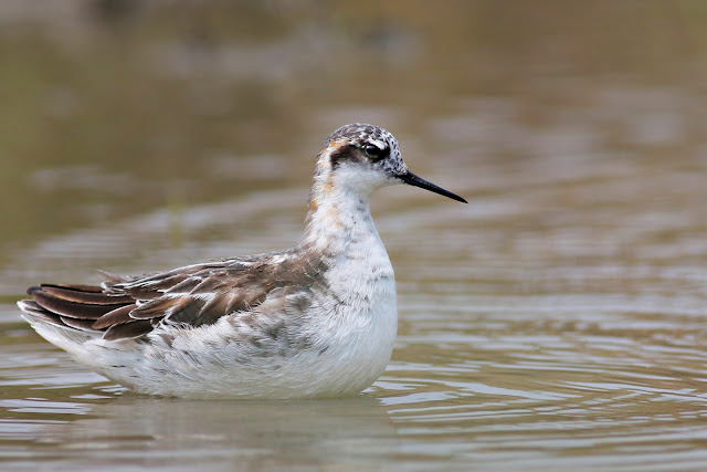 Red-necked Phalarope standing in water Red-necked Phalarope Standing