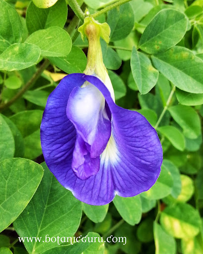 Clitoria ternatea, Blue Butterfly Pea, Asian Pigeonwings