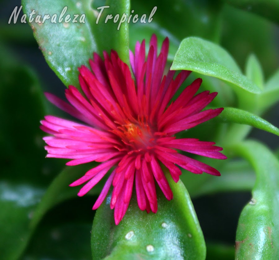 Flor característica de la planta Rocío o Escarcha, Aptenia cordifolia