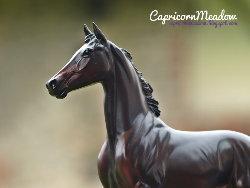 Capricorn Meadow Breyer Zenyatta fotki