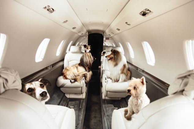 Jet-Setting Dogs: K-9’s go First Class! | BOLD and UNUSUAL DOG Stories ...