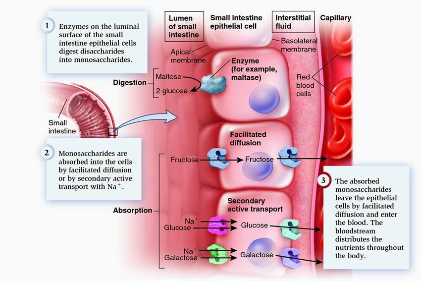 Nothing but nutrition how macro nutrients digest absorp and digest in