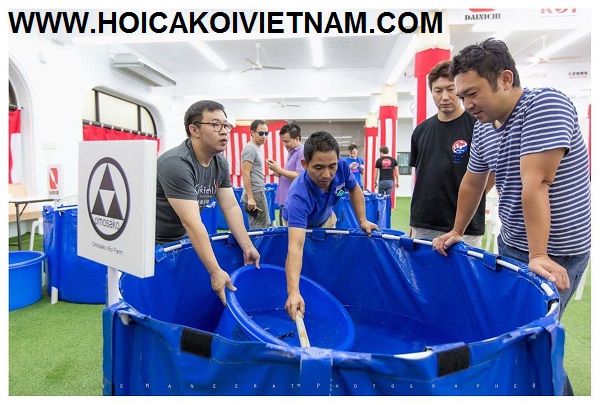 Tank bạt lắp ghép nuôi dưỡng cá koi Tank bạt lắp ghép nuôi dưỡng cá koi