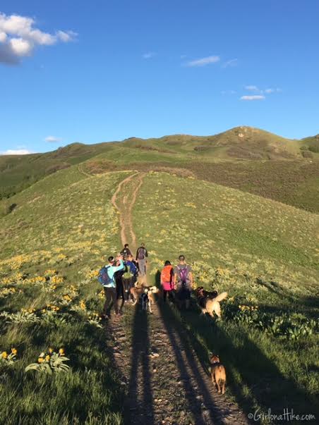 Free Dogs In Slc Utah Free Dogs In Slc Utah