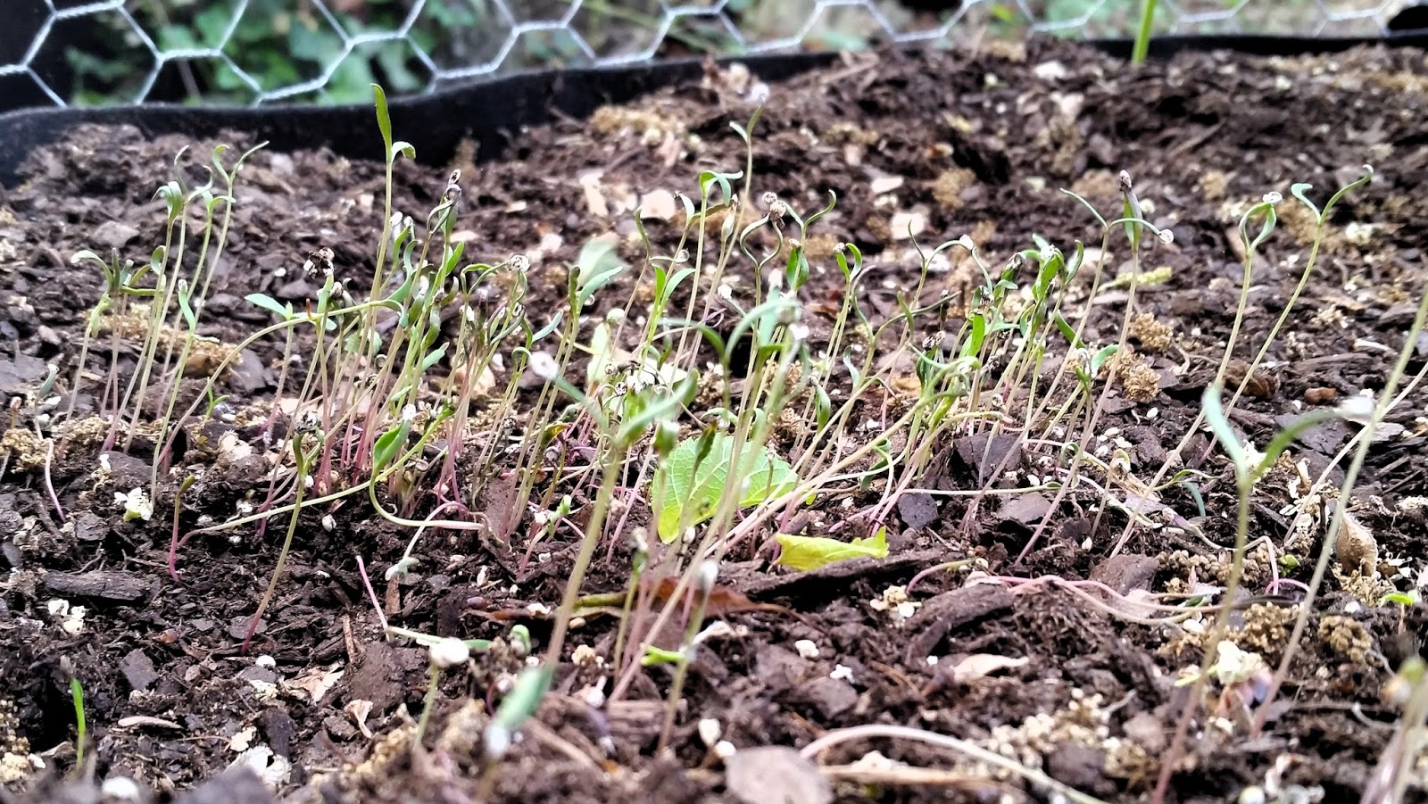 Ben's Journal: Will it grow? Store Bought Quinoa Edition