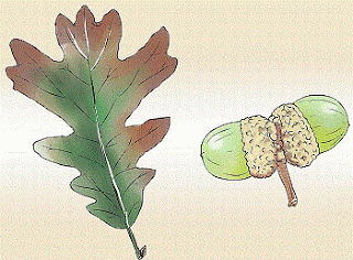 Oak leaf and acorn